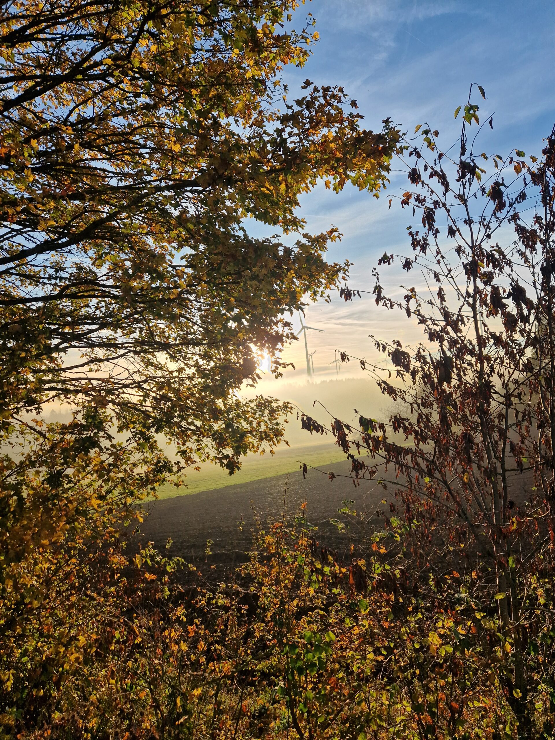 Verträumte Natur